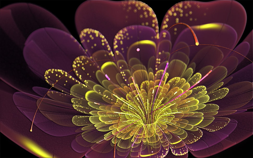 purple and yellow flower digital wallpaper HD wallpaper